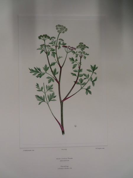 image FDA-E.2916_33_8-2016