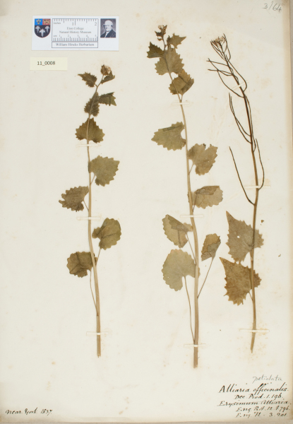 NHM_HH_11.8-2010 image NHM_HH_11.8-2010