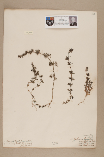 NHM_HH_26.43-2010 image NHM_HH_26.43-2010