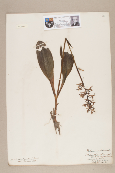 image NHM_HH_40.32-2010