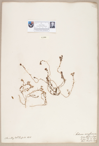 NHM_HH_12.80-2010 image NHM_HH_12.80-2010