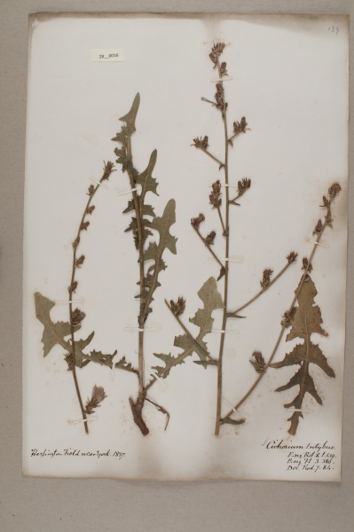 NHM_HH_28.16-2010 image NHM_HH_28.16-2010