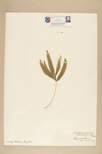 image NHM_HH_41.159-2010