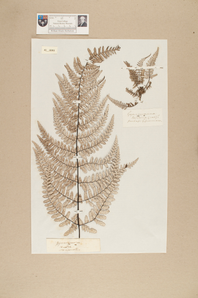 image NHM_HH_41.93-2010