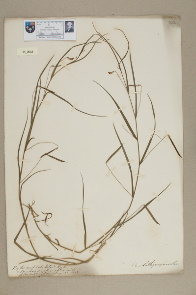 NHM_HH_15.68-2010 image NHM_HH_15.68-2010