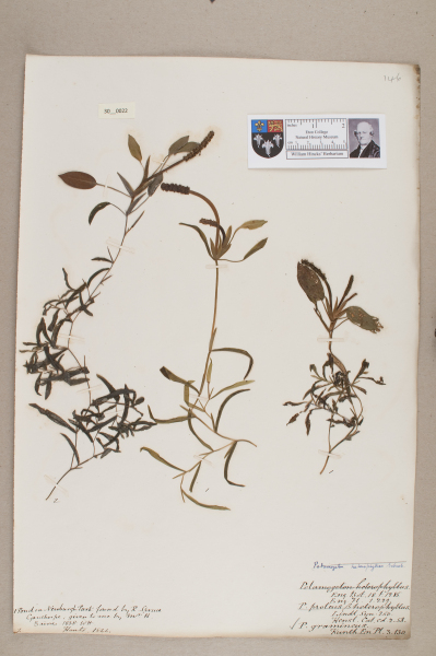 NHM_HH_30.22-2010 image NHM_HH_30.22-2010