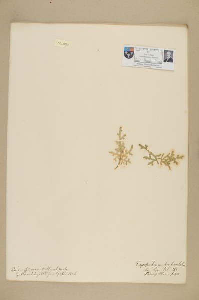 NHM_HH_42.35-2010 image NHM_HH_42.35-2010