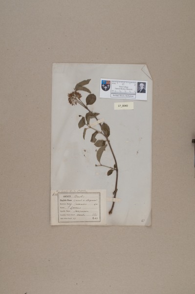 NHM_HH_17.40-2010 image NHM_HH_17.40-2010