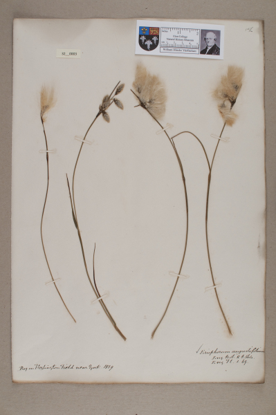 NHM_HH_32.3-2010 image NHM_HH_32.3-2010