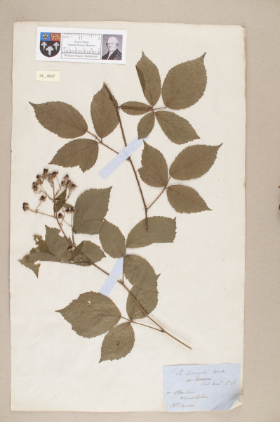 NHM_HH_43.37-2010 image NHM_HH_43.37-2010