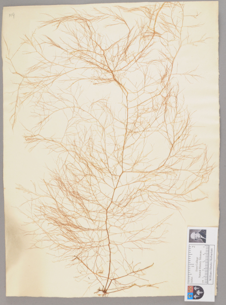 NHM_HH_1.119-2010 image NHM_HH_1.119-2010