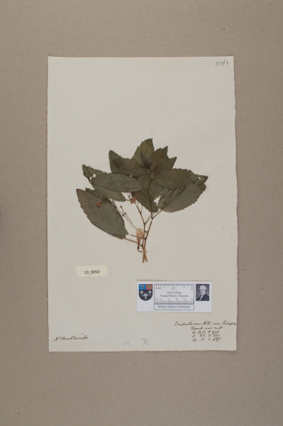 NHM_HH_19.50-2010 image NHM_HH_19.50-2010