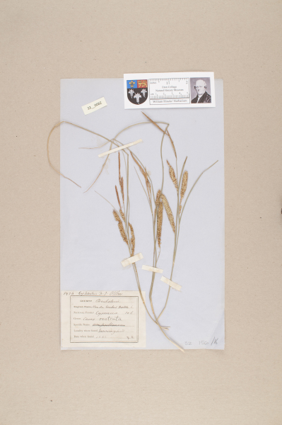 NHM_HH_33.82-2010 image NHM_HH_33.82-2010