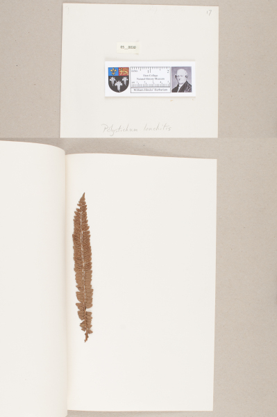 NHM_HH_5.30-2010 image NHM_HH_5.30-2010