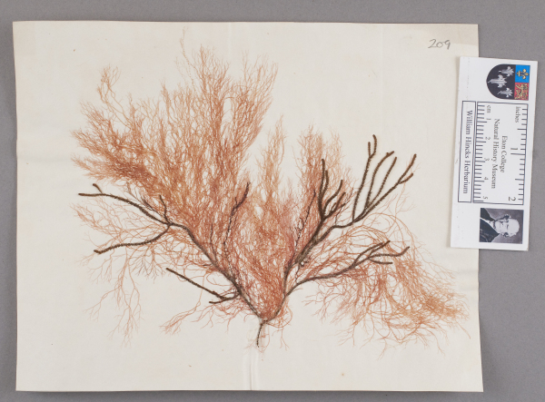 NHM_HH_1.209-2010 image NHM_HH_1.209-2010