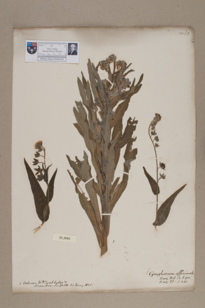 NHM_HH_20.65-2010 image NHM_HH_20.65-2010