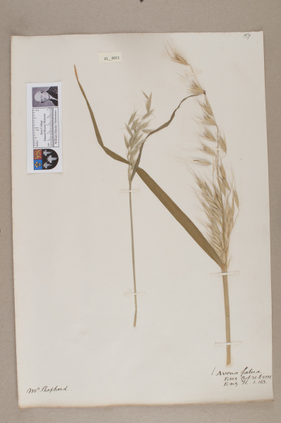 NHM_HH_35.11-2010 image NHM_HH_35.11-2010