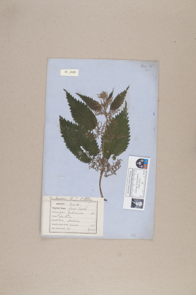 NHM_HH_7.128-2010 image NHM_HH_7.128-2010