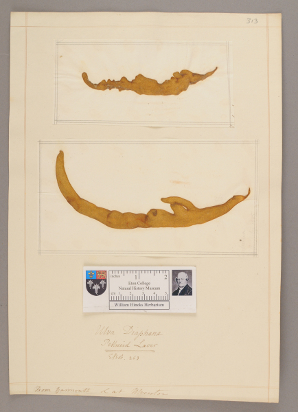 NHM_HH_1.313-2010 image NHM_HH_1.313-2010