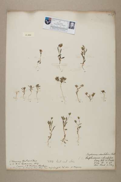 NHM_HH_22.4-2010 image NHM_HH_22.4-2010