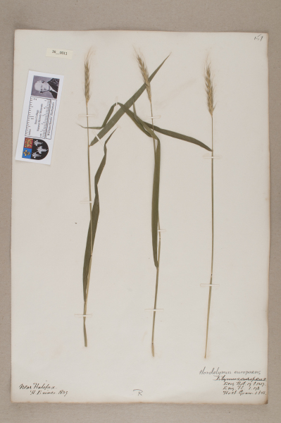 NHM_HH_36.11-2010 image NHM_HH_36.11-2010