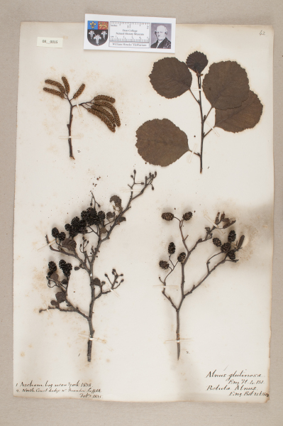 NHM_HH_8.15-2010 image NHM_HH_8.15-2010