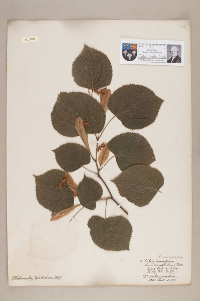 NHM_HH_10.25-2010 image NHM_HH_10.25-2010