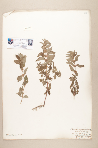 image NHM_HH_23.86-2010