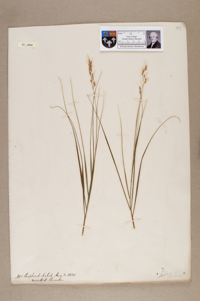 NHM_HH_37.56-2010 image NHM_HH_37.56-2010