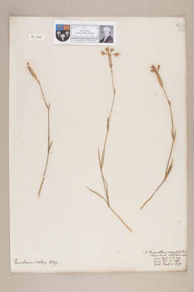 NHM_HH_9.114-2010 image NHM_HH_9.114-2010