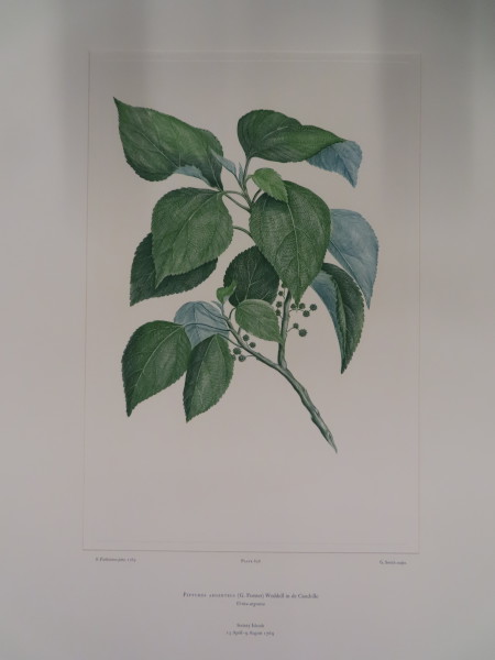 FDA-E.2916_31_9-2016 image FDA-E.2916_31_9-2016