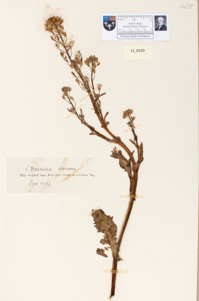 NHM_HH_11.120-2010 image NHM_HH_11.120-2010