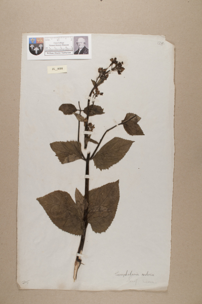 NHM_HH_25.6-2010 image NHM_HH_25.6-2010