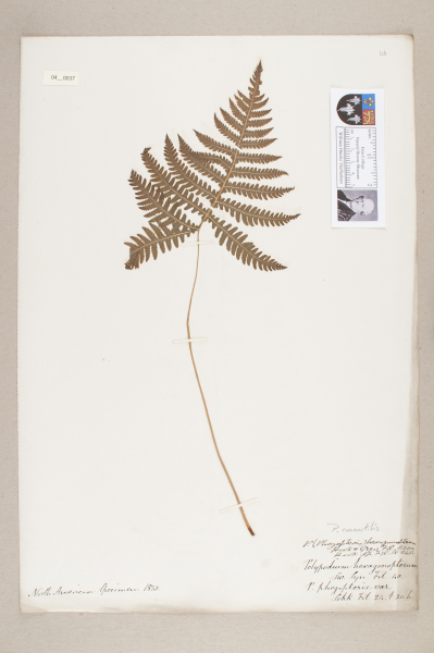 NHM_HH_4.37-2010 image NHM_HH_4.37-2010