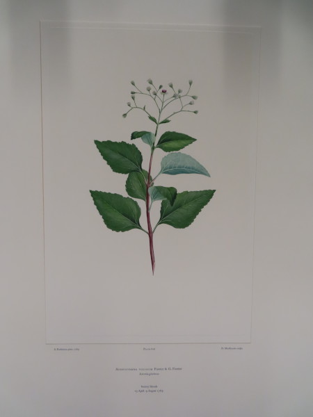 image FDA-E.2916_29_13-2016