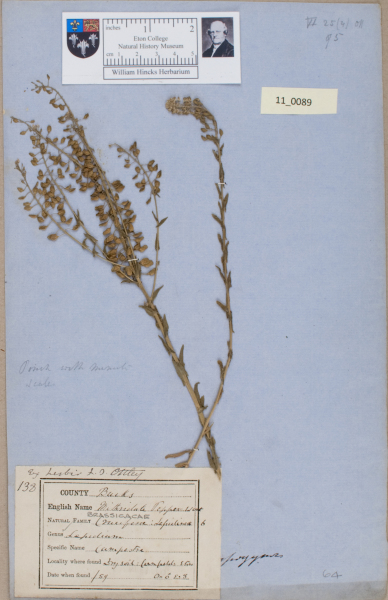 NHM_HH_11.89-2010 image NHM_HH_11.89-2010