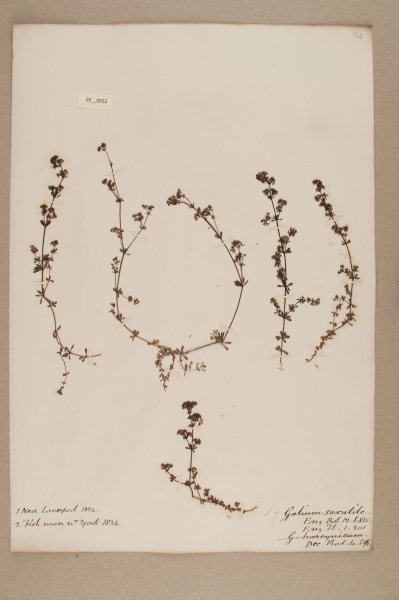 NHM_HH_26.52-2010 image NHM_HH_26.52-2010