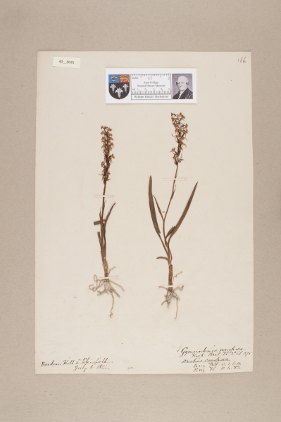 image NHM_HH_40.41-2010