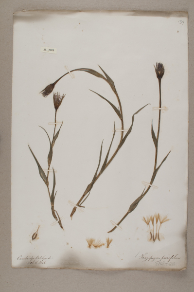 NHM_HH_28.25-2010 image NHM_HH_28.25-2010