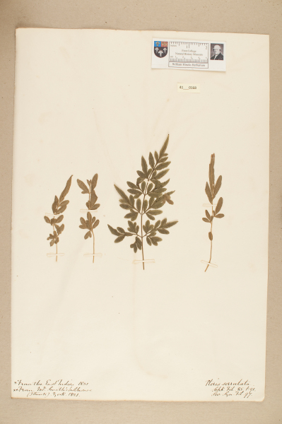 image NHM_HH_41.168-2010