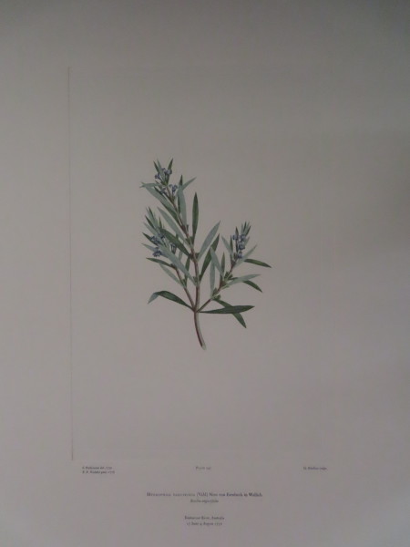 FDA-E.2916_11_25-2016-A image FDA-E.2916_11_25-2016-A