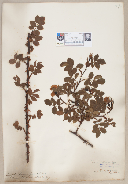 NHM_HH_14.18-2010 image NHM_HH_14.18-2010