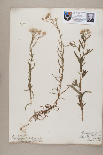 NHM_HH_29.34-2010 image NHM_HH_29.34-2010