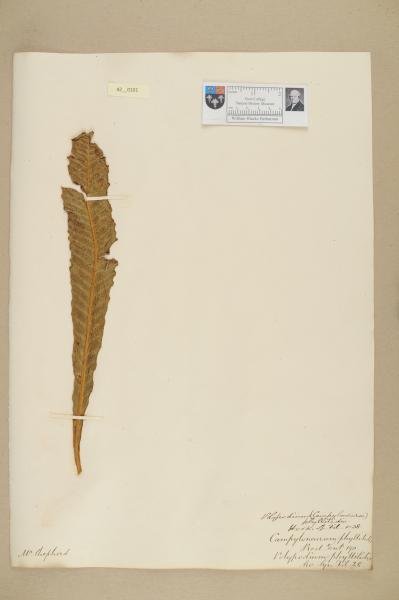 NHM_HH_42.101-2010 image NHM_HH_42.101-2010