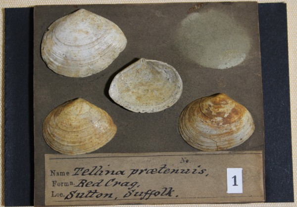 NHM-FT.1__-2016 image NHM-FT.1__-2016