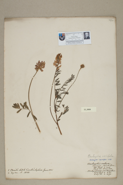 NHM_HH_15.8-2010 image NHM_HH_15.8-2010