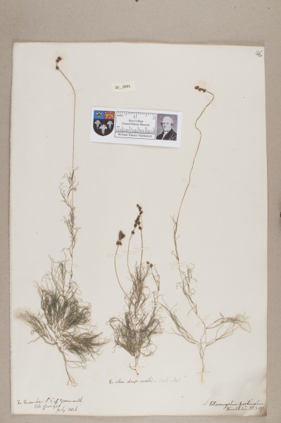 NHM_HH_30.31-2010 image NHM_HH_30.31-2010