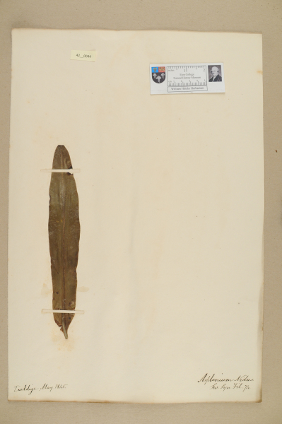 NHM_HH_42.44-2010 image NHM_HH_42.44-2010