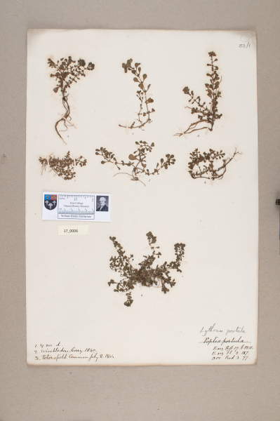 NHM_HH_17.6-2010 image NHM_HH_17.6-2010