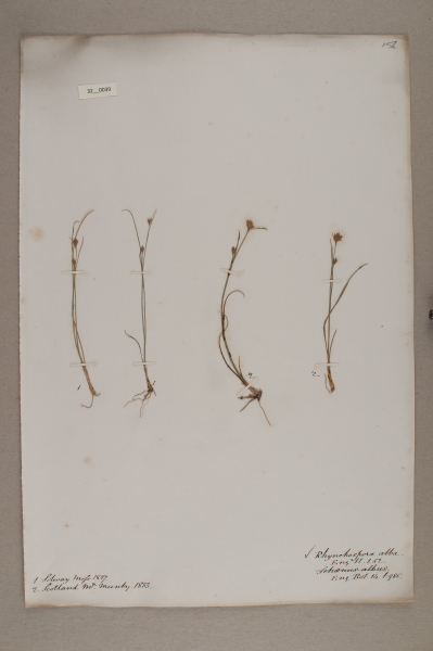 NHM_HH_32.39-2010 image NHM_HH_32.39-2010